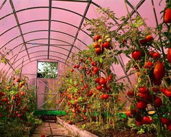 Ускорение процесса фотосинтеза томатов под ячеистыми листами GREENHOUSE-nano.
